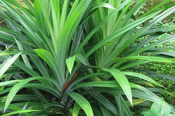 D&ugrave;ng l&aacute; dứa để khử m&ugrave;i