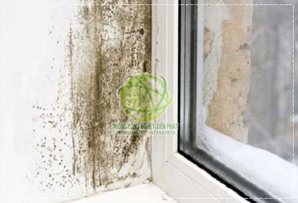 T&igrave;nh trạng ẩm mốc g&acirc;y ra nhiều m&ugrave;i h&ocirc;i trong ph&ograve;ng