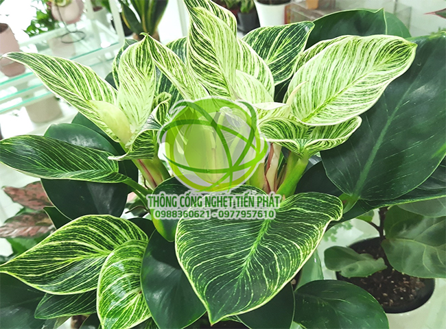 C&aacute;ch xử l&yacute; m&ugrave;i h&ocirc;i của hố ga bằng c&acirc;y xanh