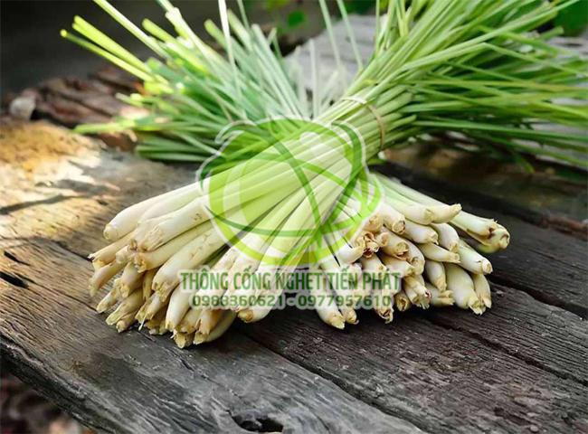 Khử m&ugrave;i h&ocirc;i trong ph&ograve;ng k&iacute;n bằng sả