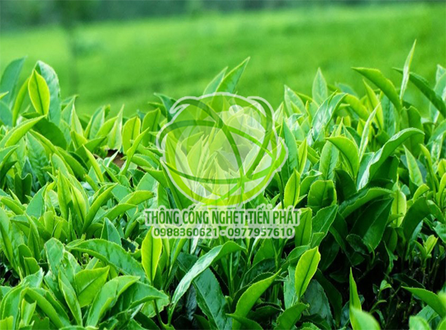 tẩy vết nước chè trên sàn nahf hiệu quả